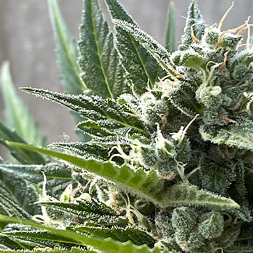 Семена конопли Auto White Prussian Feminised